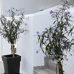 Anemela Lux Appartamento